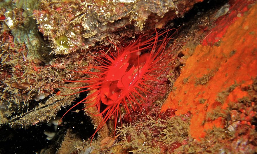 Disco Clam (Ctenoides Ales)