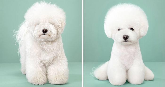 7 Perros antes y después de un corte de pelo japonés (Nuevas imágenes)