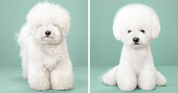 7 Dogs Before And After Japanese Grooming (New Pics)