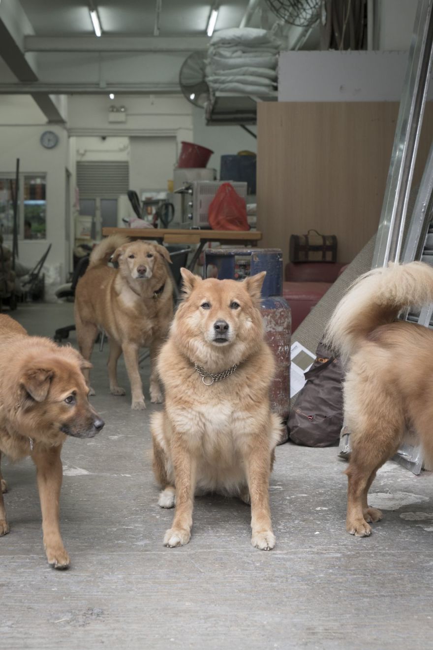 Photographer Does A Brilliant Project On The Dogs Guarding The Auto Thieves Workshops In Hong Kong