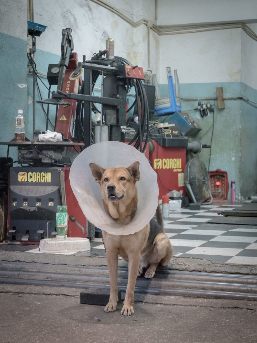 Photographer Does A Brilliant Project On The Dogs Guarding The Auto Thieves Workshops In Hong Kong