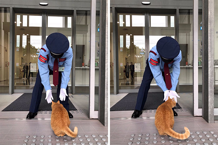 Two Cats In Japan Have Been Trying To Sneak Into A Museum For Years (30 Pics) Two Cats In Japan Have Been Trying To Sneak Into A Museum For Years (30 Pics)