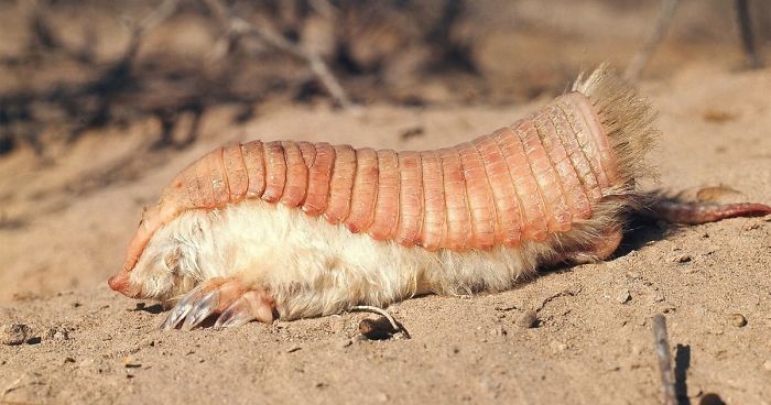 100% Real Funny Names For Animals That Will Crack You Up