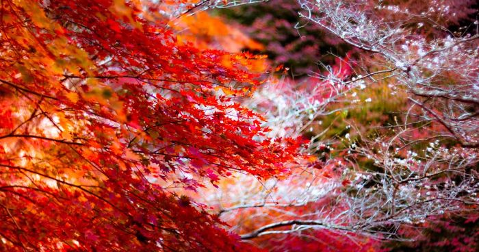 Do You Know The Autumn Cherry Blossoms?