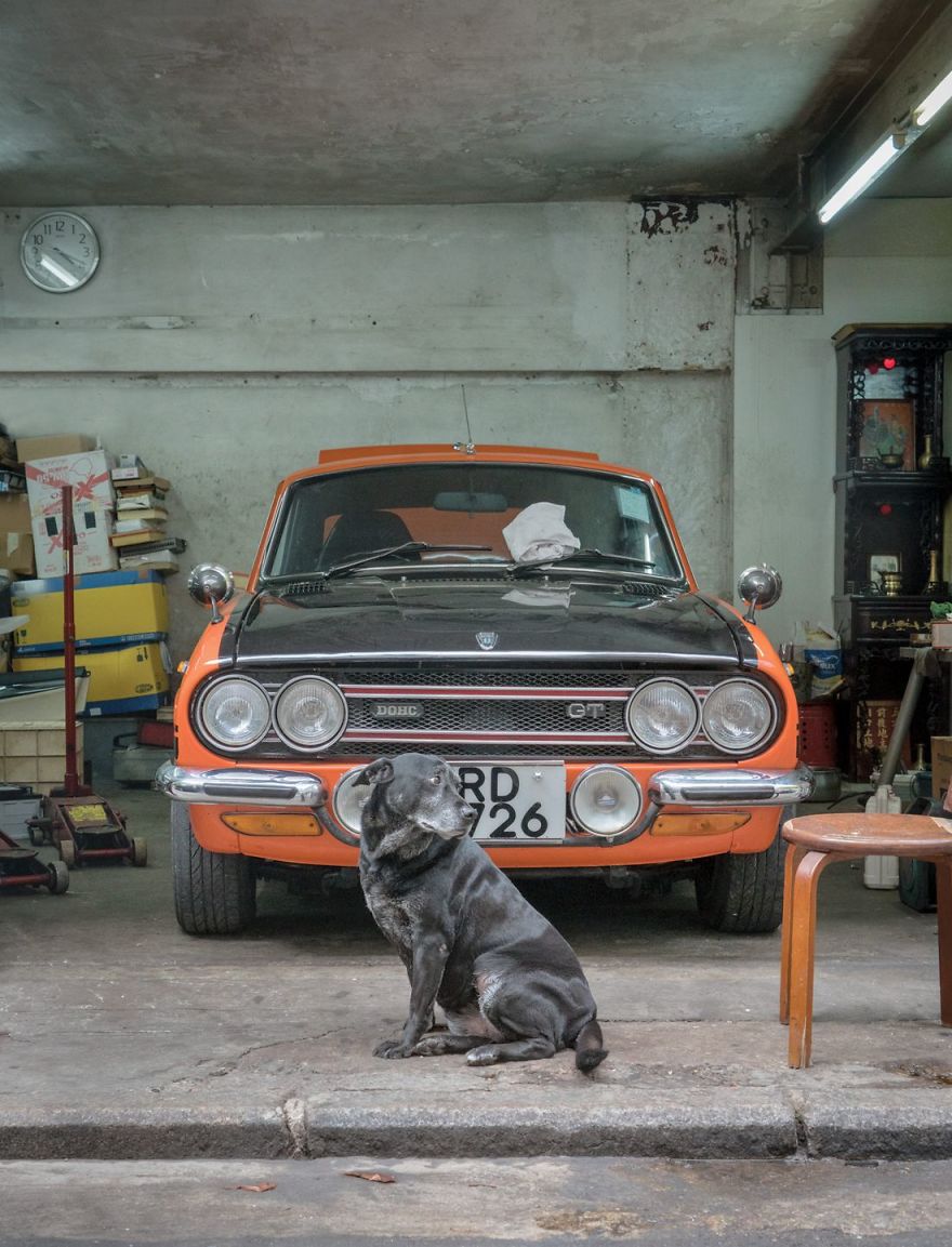Photographer Does A Brilliant Project On The Dogs Guarding The Auto Thieves Workshops In Hong Kong