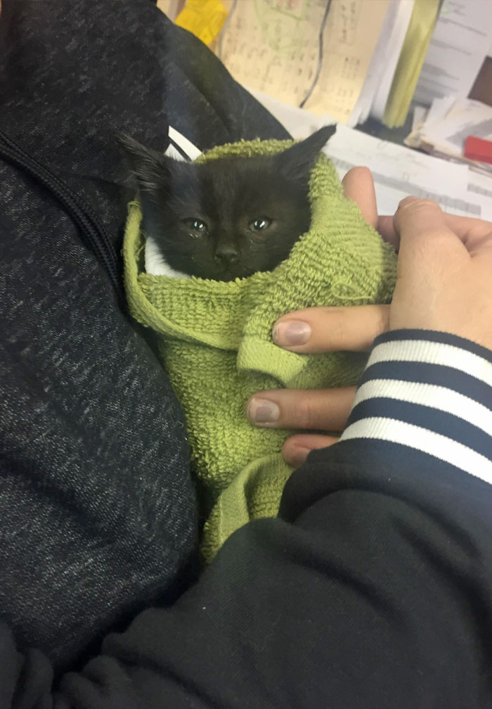 Stopped My Car In Traffic To Save This Kitten