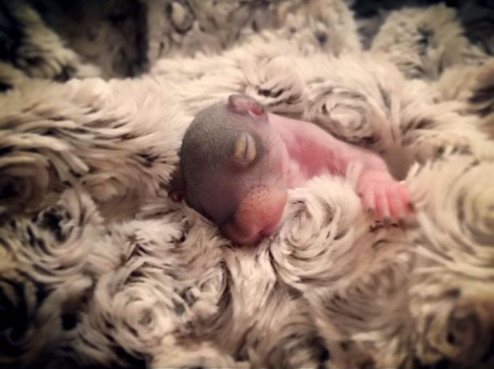 Man Finds Baby Squirrel On His Bed, And It Grows Up To Be The Most Adorable Pet Man Finds Baby Squirrel On His Bed, And It Grows Up To Be The Most Adorable Pet