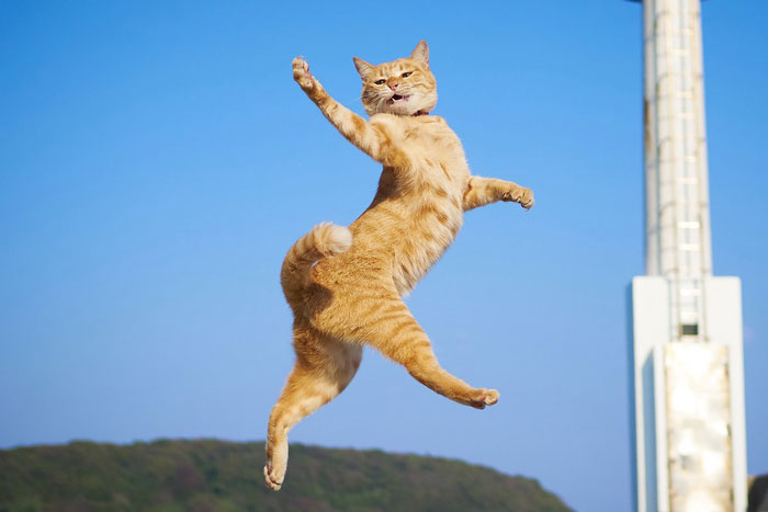 Funny-Dancing-Cats