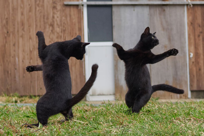 Funny-Dancing-Cats