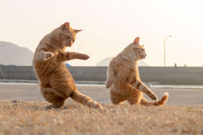 Funny-Dancing-Cats