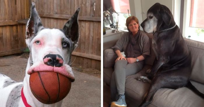 People Are Posting Hilarious Photos Of Their Great Danes, And It’s Crazy How Large They Are
