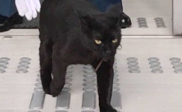 Two Cats In Japan Have Been Trying To Sneak Into A Museum For Years (30 Pics) Two Cats In Japan Have Been Trying To Sneak Into A Museum For Years (30 Pics)