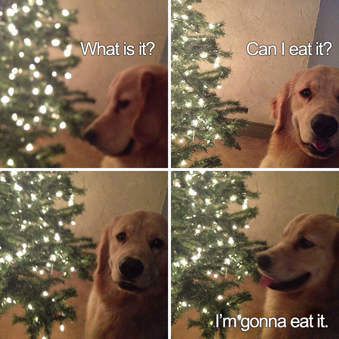 Dog humorously eyeing a Christmas tree with intent to eat in a funny holiday meme.