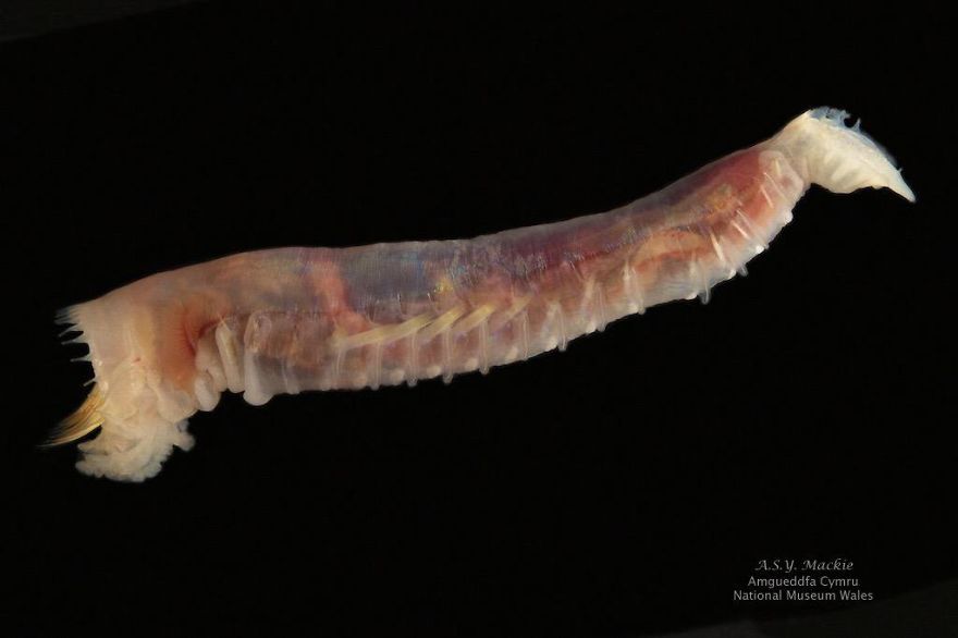 Ice Cream Cone Worm (Pectinaria Gouldii)