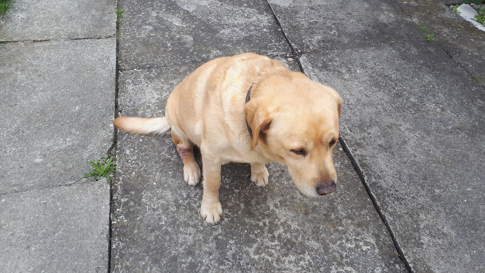 8 Hilariously Accurate Comics That Show What Would Happen If People Acted Like Dogs