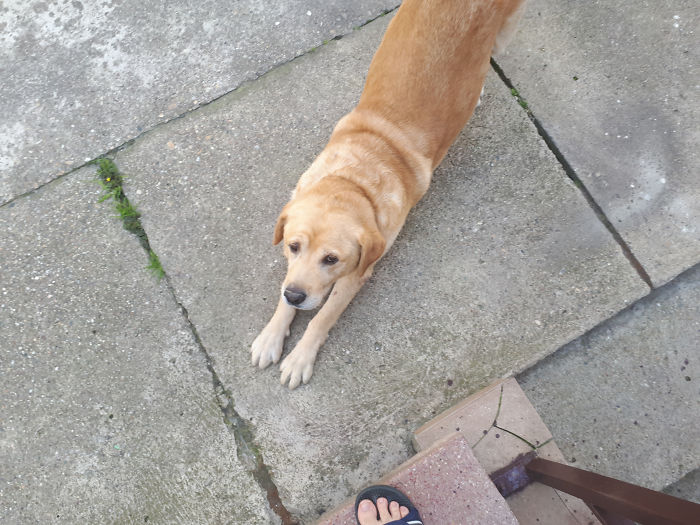 8 Hilariously Accurate Comics That Show What Would Happen If People Acted Like Dogs