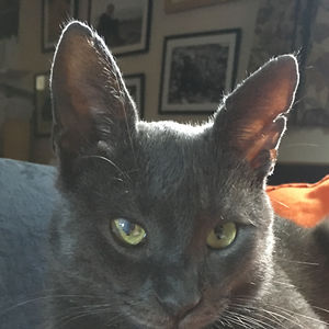 shrimpydoodlez avatar