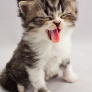 lillian-alderman avatar