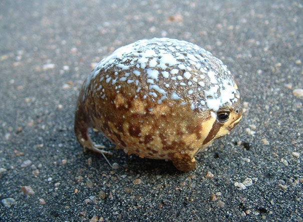Forbidden Powdered Donut
