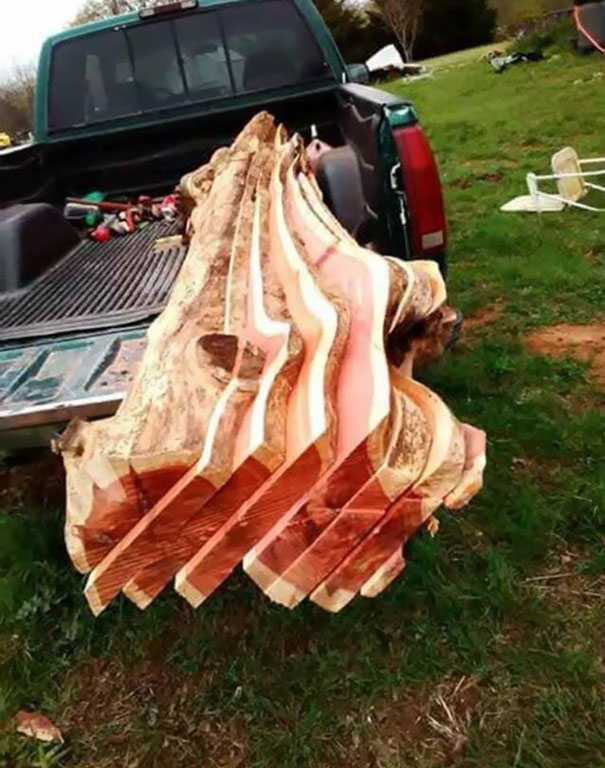 Tree That Looks Like Bacon