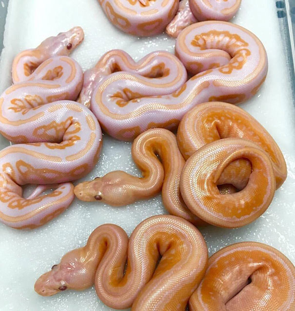 What Do You Mean These Aren't Donuts?