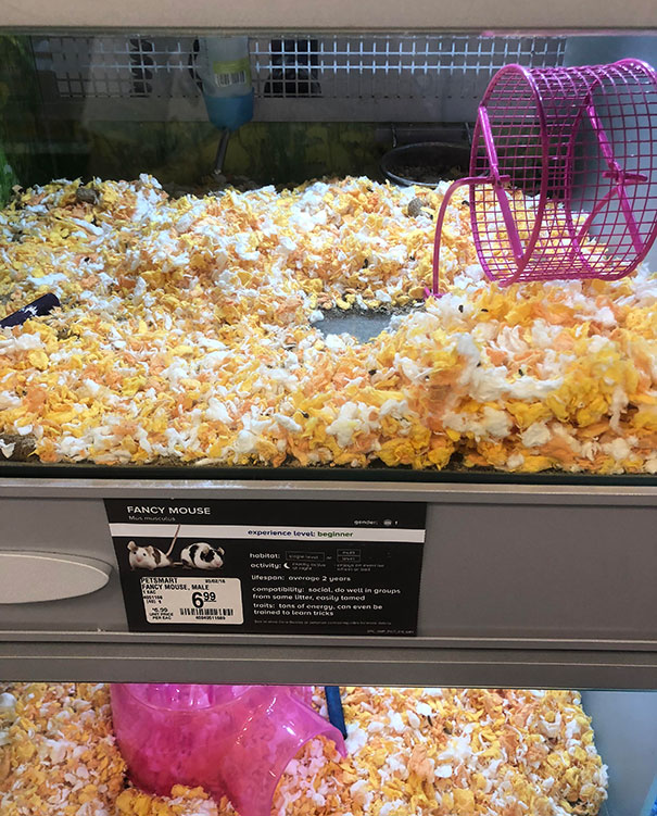 Forbidden Popcorn