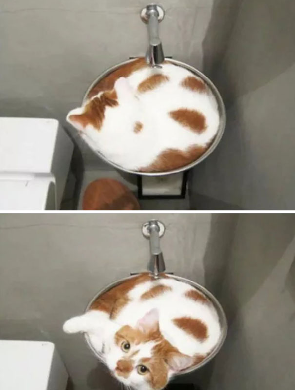 Creamy Latte