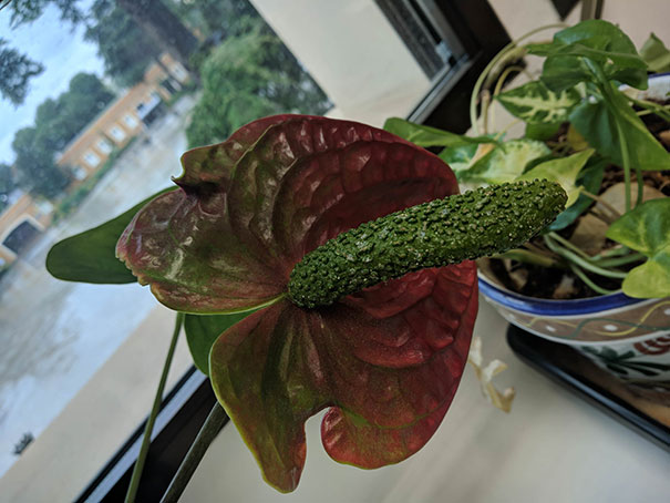 This Looks Like A Cursed Pickle