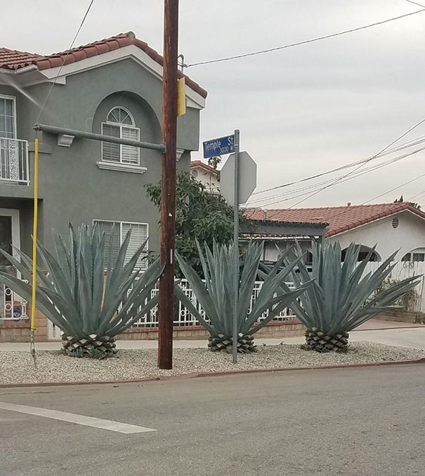 Forbidden Pineapples