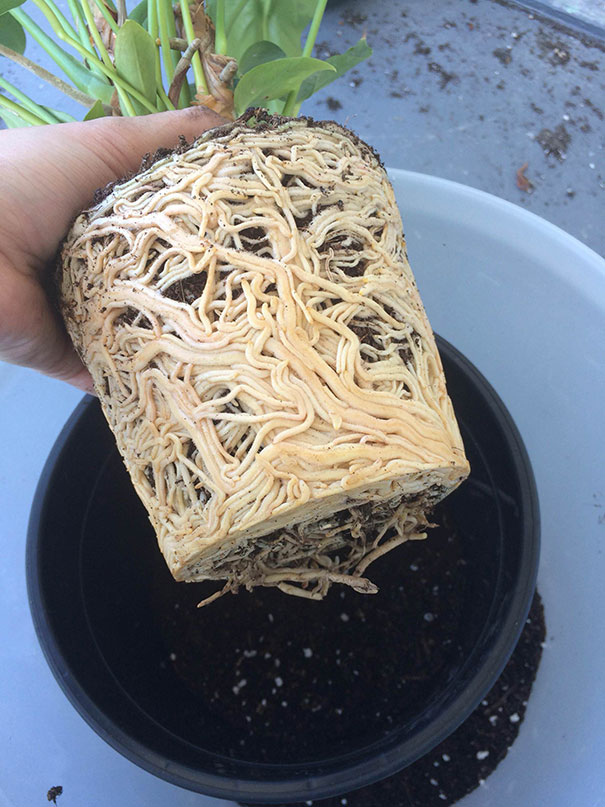 Forbidden Noodles