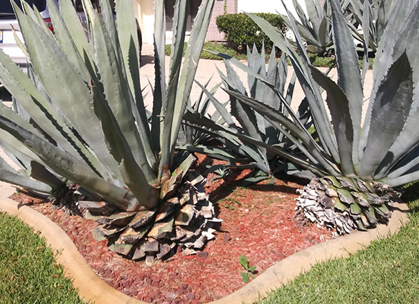 Forbidden Pineapples In Florida Are Huge