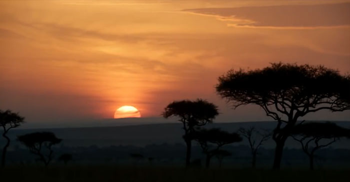 Somebody Compared The Lion King 2019 To The 1994 Animation Side By Side Somebody Compared The Lion King 2019 To The 1994 Animation Side By Side