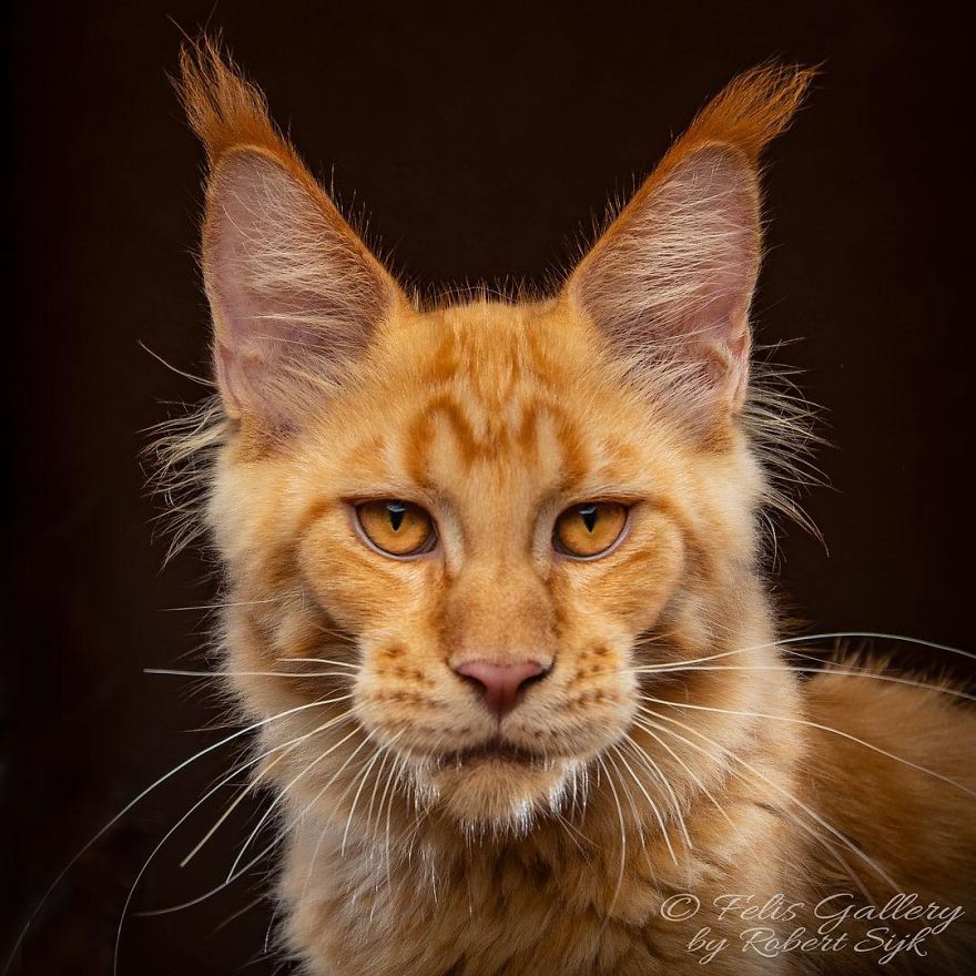 Maine-Coon-Cat-Photography-Felis-Gallery-Robert-Sijka