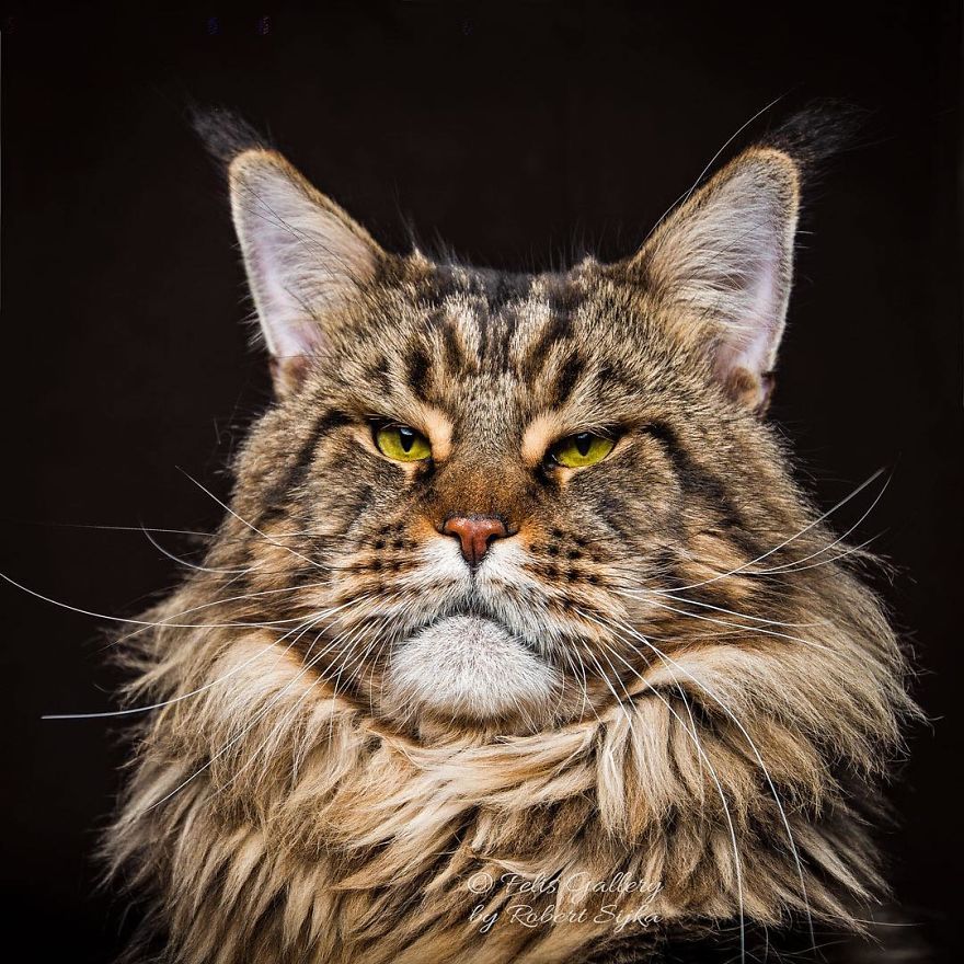 Maine-Coon-Cat-Photography-Felis-Gallery-Robert-Sijka