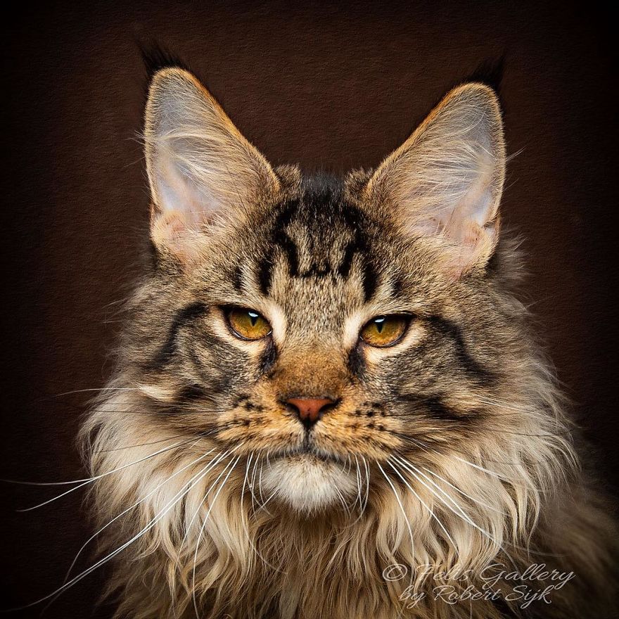 Maine-Coon-Cat-Photography-Felis-Gallery-Robert-Sijka