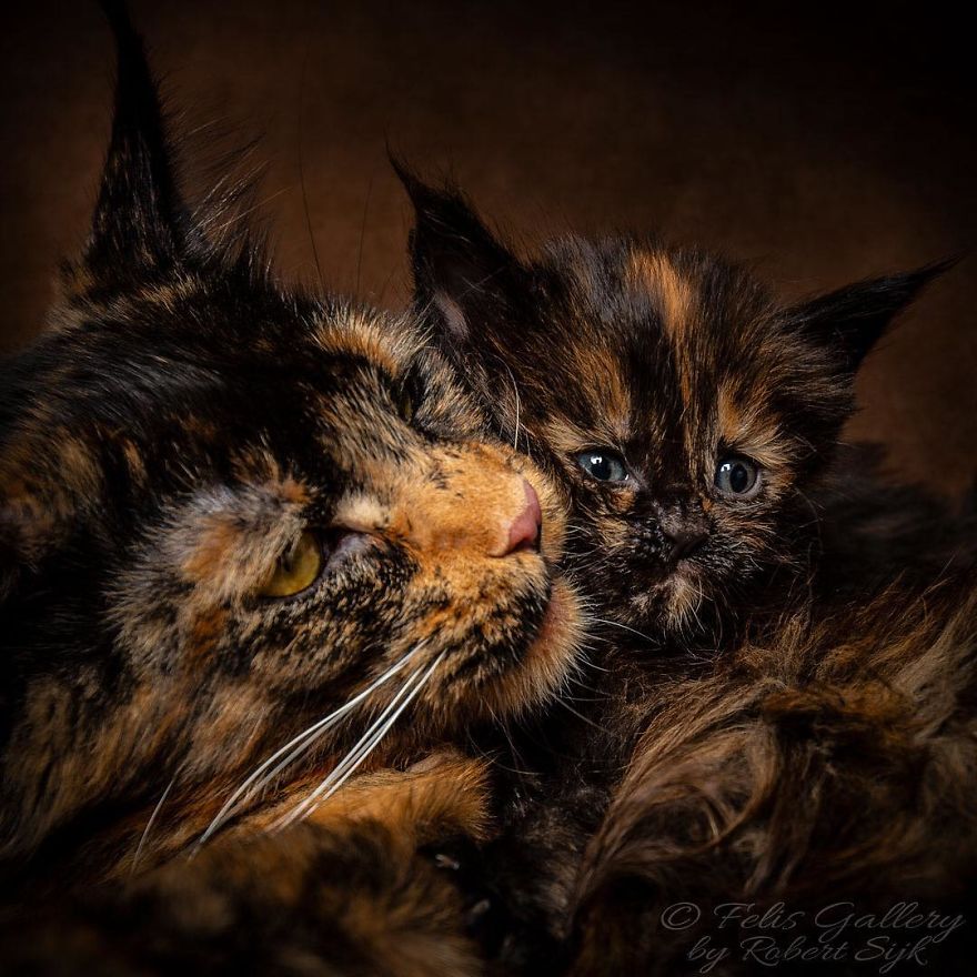 Maine-Coon-Cat-Photography-Felis-Gallery-Robert-Sijka