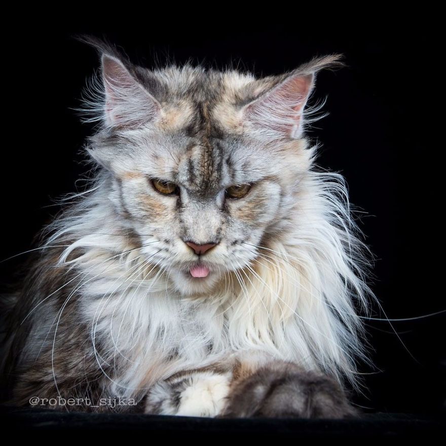 Maine-Coon-Cat-Photography-Felis-Gallery-Robert-Sijka