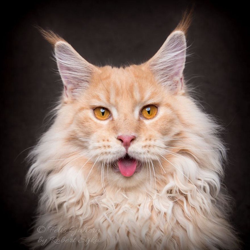 Maine-Coon-Cat-Photography-Felis-Gallery-Robert-Sijka