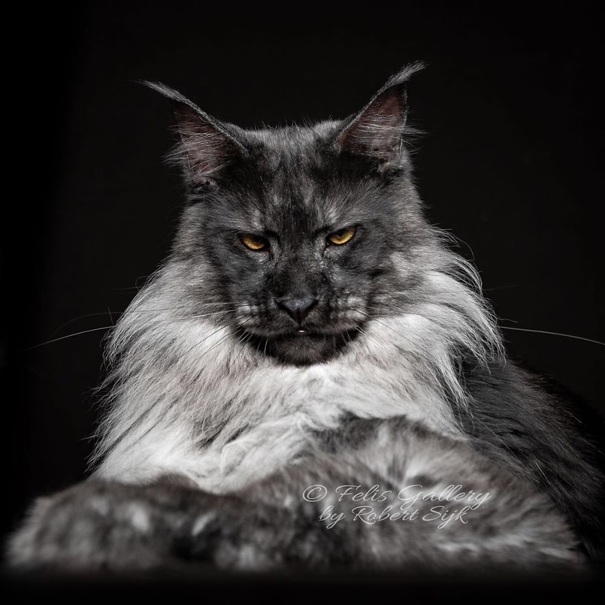 Maine-Coon-Cat-Photography-Felis-Gallery-Robert-Sijka
