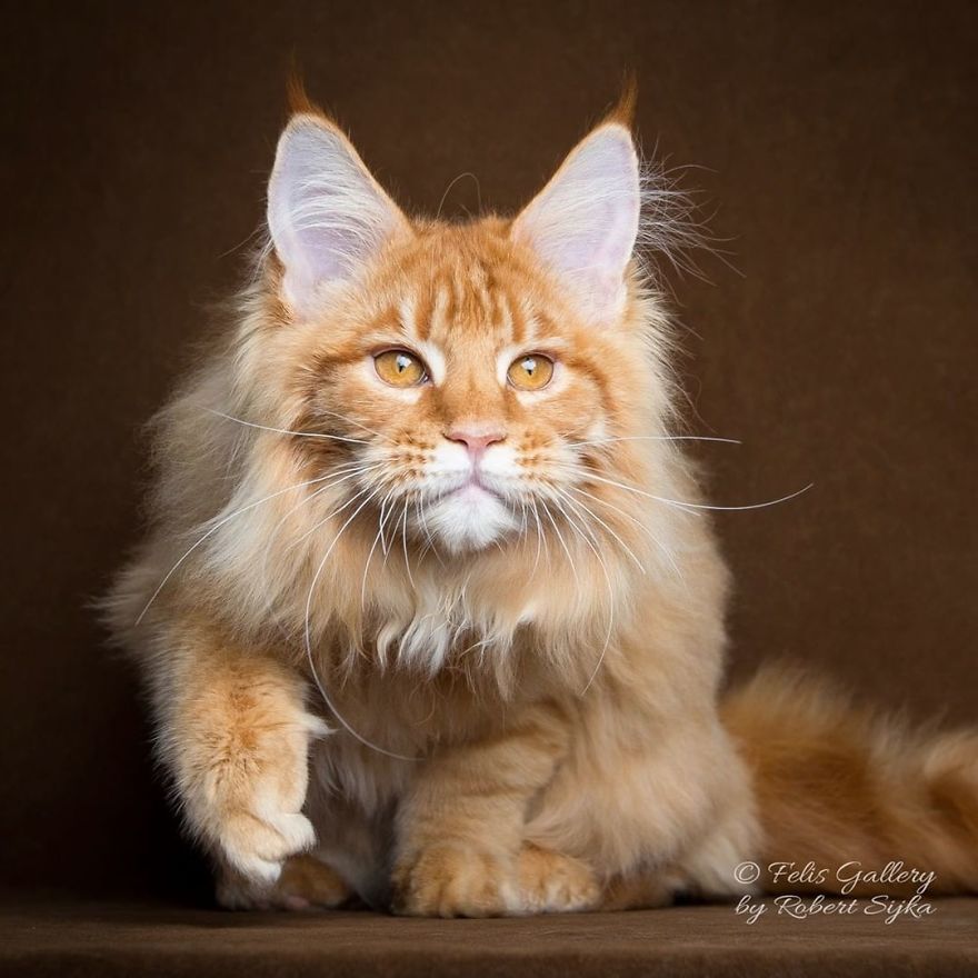 Maine-Coon-Cat-Photography-Felis-Gallery-Robert-Sijka