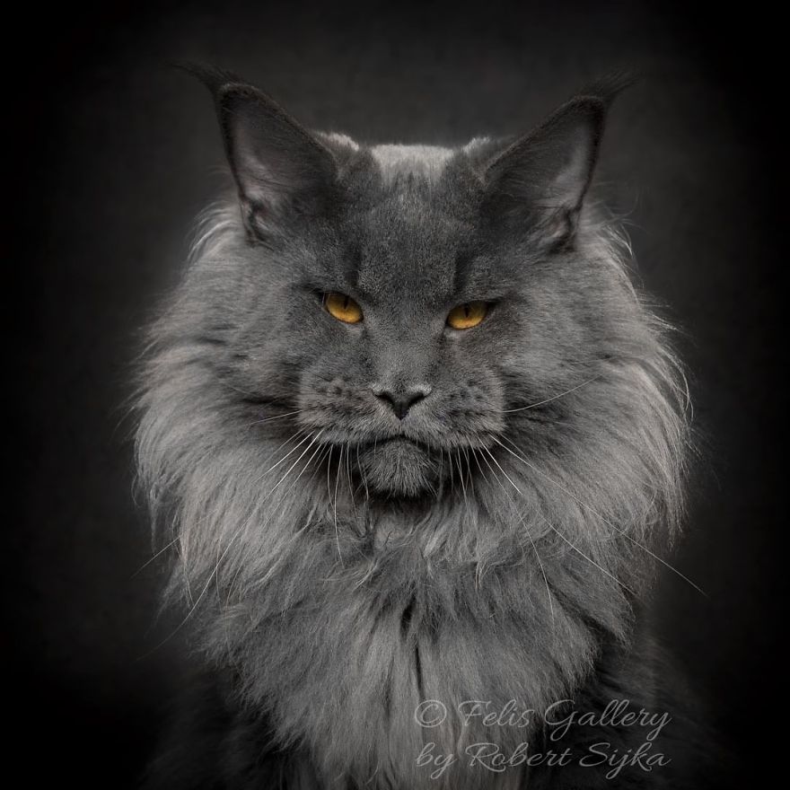 Maine-Coon-Cat-Photography-Felis-Gallery-Robert-Sijka