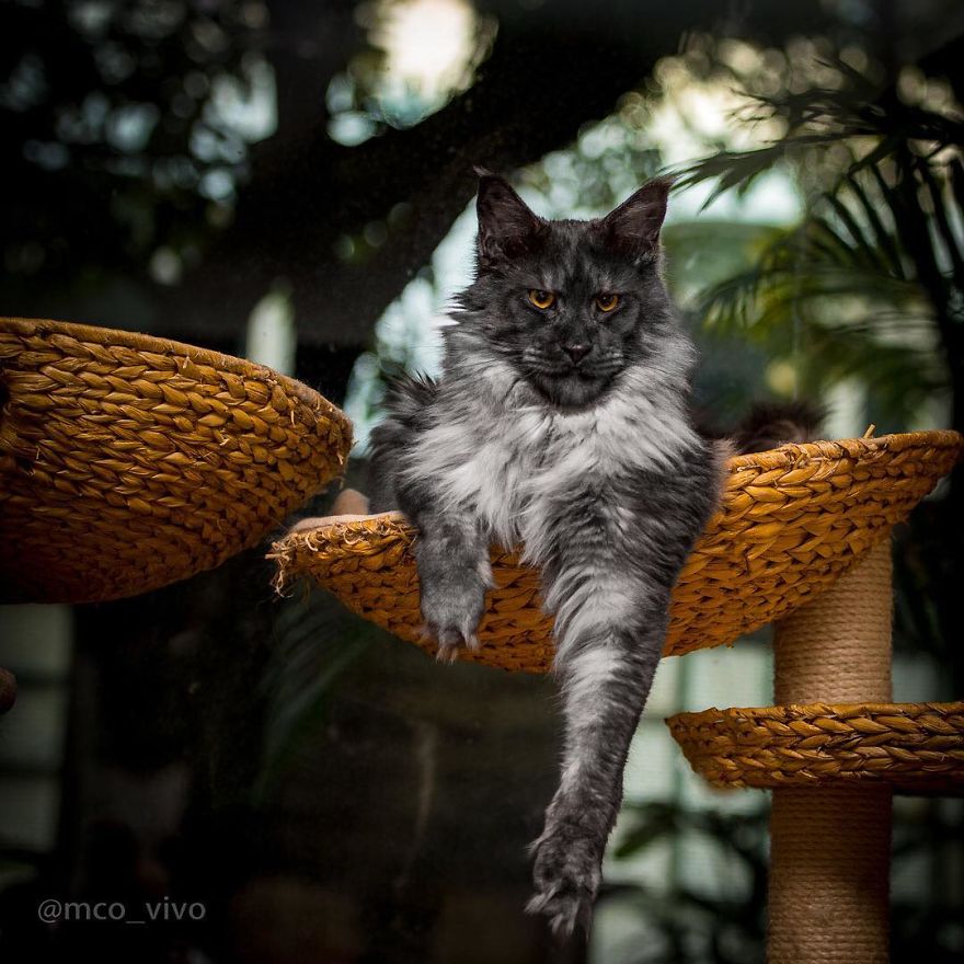 Maine-Coon-Cat-Photography-Felis-Gallery-Robert-Sijka