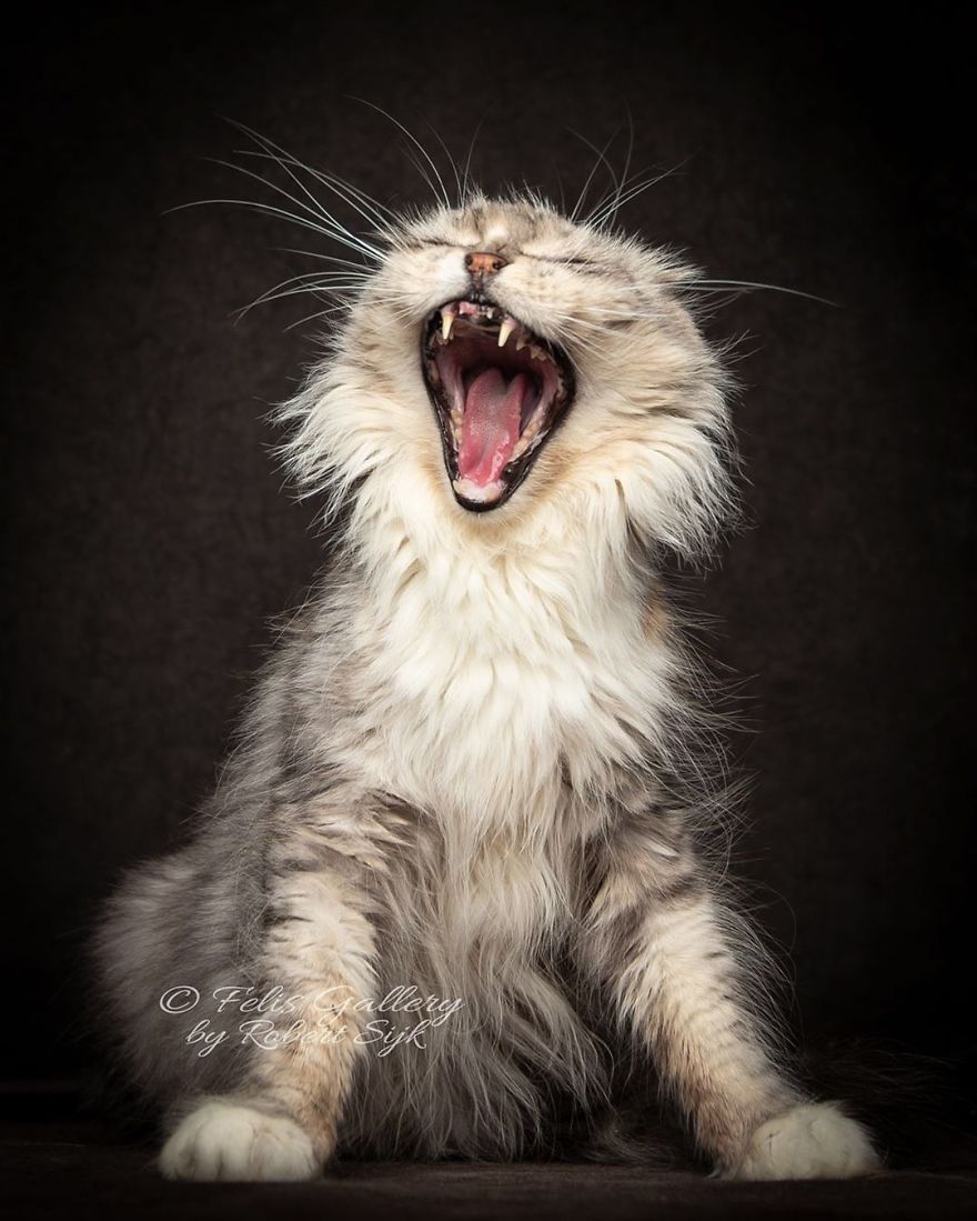 Maine-Coon-Cat-Photography-Felis-Gallery-Robert-Sijka