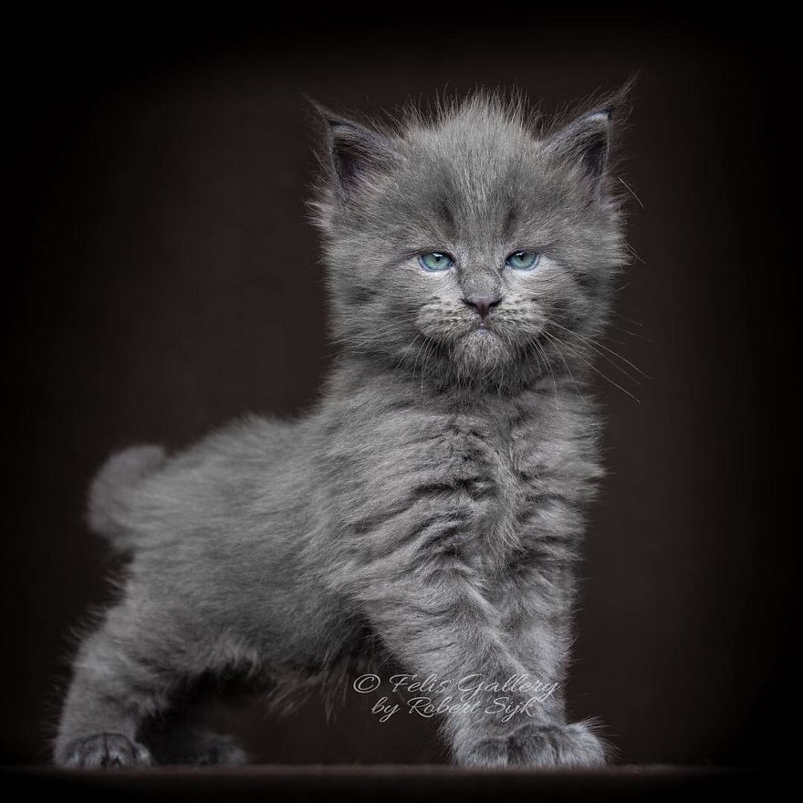 Maine-Coon-Cat-Photography-Felis-Gallery-Robert-Sijka