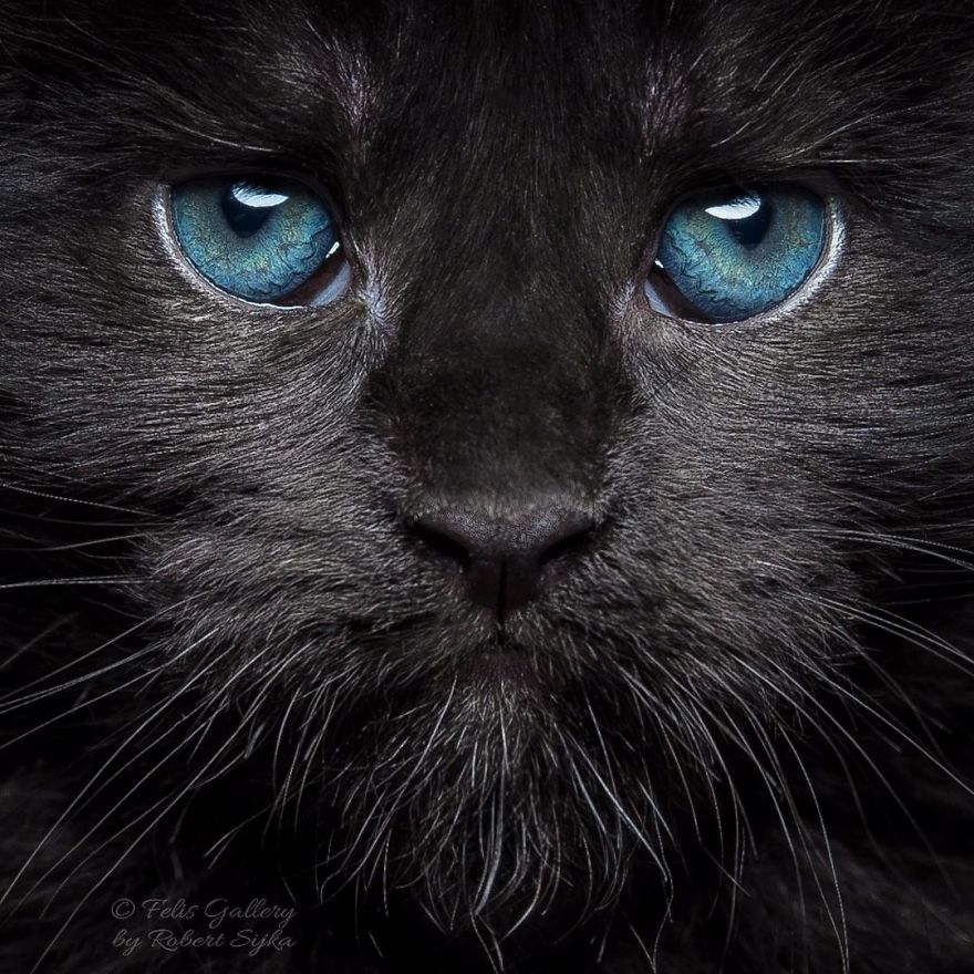 Maine-Coon-Cat-Photography-Felis-Gallery-Robert-Sijka