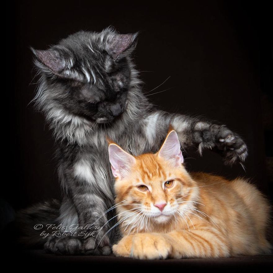 Maine-Coon-Cat-Photography-Felis-Gallery-Robert-Sijka