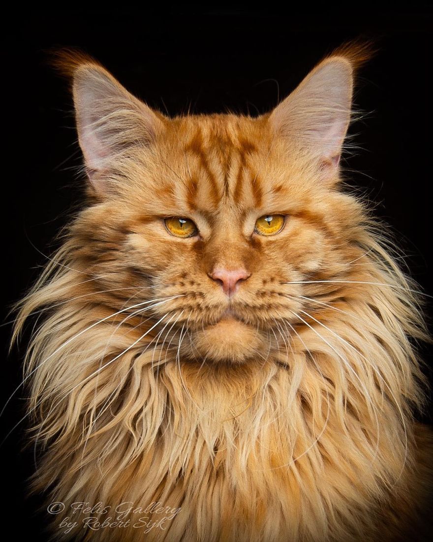 Maine-Coon-Cat-Photography-Felis-Gallery-Robert-Sijka
