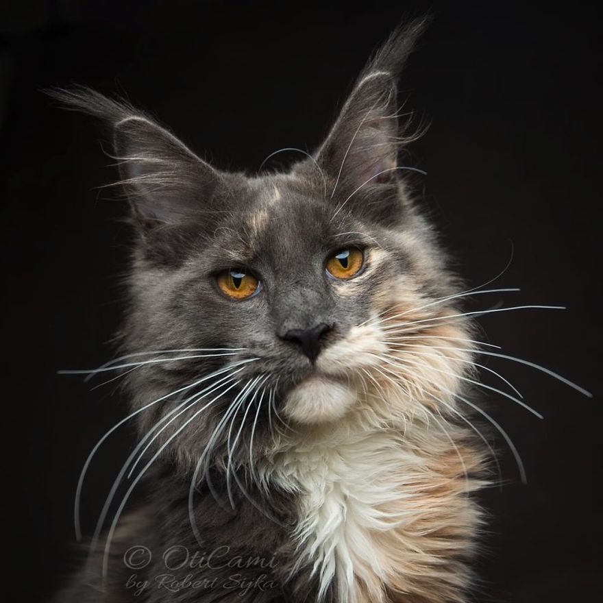 Maine-Coon-Cat-Photography-Felis-Gallery-Robert-Sijka
