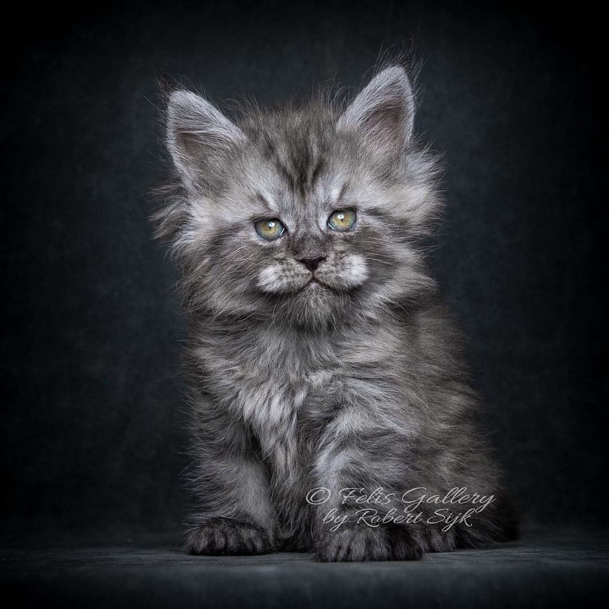 Maine-Coon-Cat-Photography-Felis-Gallery-Robert-Sijka