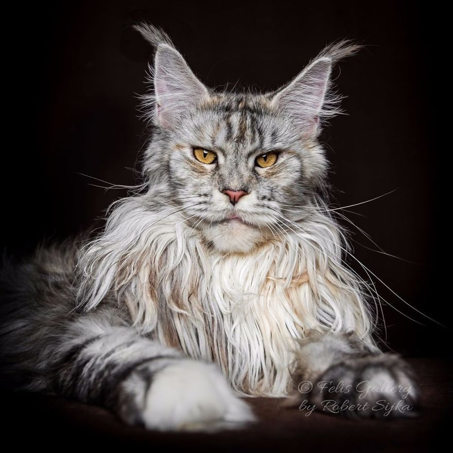 Maine-Coon-Cat-Photography-Felis-Gallery-Robert-Sijka